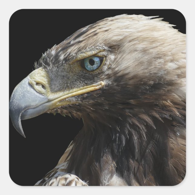 Eagle Fyrkantigt Klistermärke (Framsida)