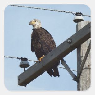Eagle Fyrkantigt Klistermärke