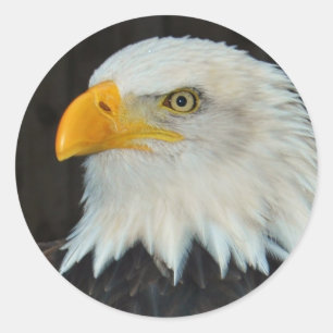 Eagle Head Stickers Runt Klistermärke