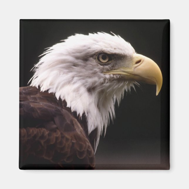 Eagle Head Study Magnet (Framsidan)