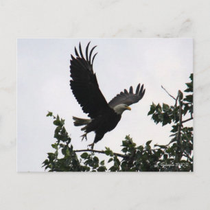 Eagle Hiss av vykort