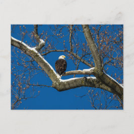 Eagle i Snowy Träd Vykort