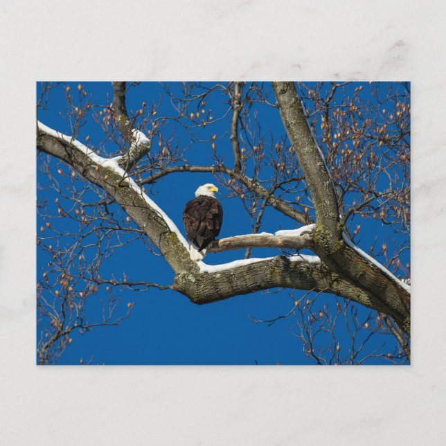 Eagle i Snowy Träd Vykort (Framsida)