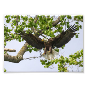 Eagle Landing Approach Fototryck