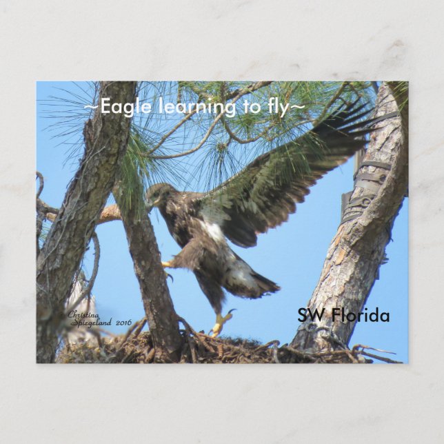 Eagle lär sig flyga Spiegeland Florida Postcard Vykort (Framsida)