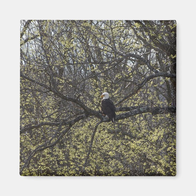 Eagle Lookout Painterly Magnet (Framsidan)