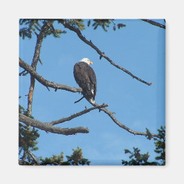 Eagle Magnet