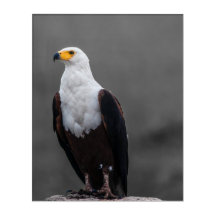 Eagle-minimalistisk selektiv fotografi av Färg