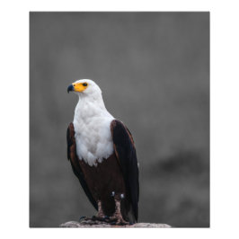 Eagle-minimalistisk selektiv fotografi av Färg