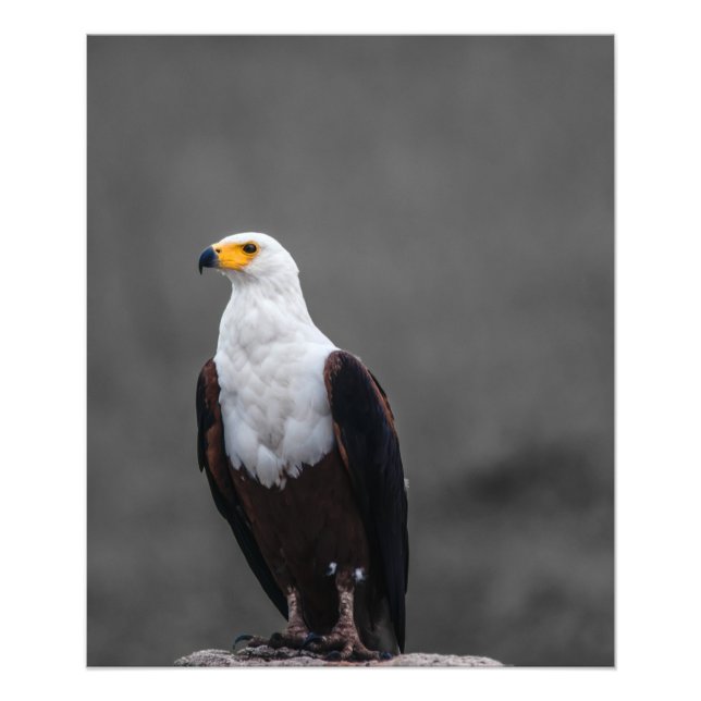 Eagle-minimalistisk selektiv fotografi av Färg (Framsidan)