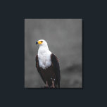 Eagle-minimalistisk selektiv fotografi av Färg Canvastryck<br><div class="desc">Eagle Minimalist Black and White Porträtt Seltive Färg Photography KANVASTRYCK</div>