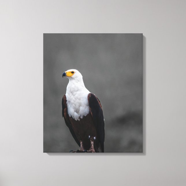 Eagle-minimalistisk selektiv fotografi av Färg Canvastryck (Framsida)