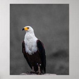 Eagle-minimalistisk selektiv fotografi av Färg Poster