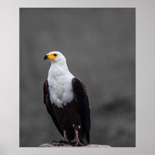 Eagle-minimalistisk selektiv fotografi av Färg Poster (Framsidan)