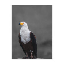 Eagle-minimalistisk selektiv fotografi av Färg