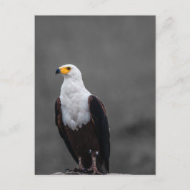 Eagle-minimalistisk selektiv fotografi av Färg Vykort