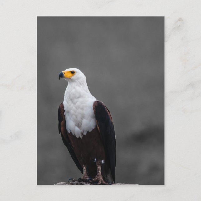 Eagle-minimalistisk selektiv fotografi av Färg Vykort (Framsida)