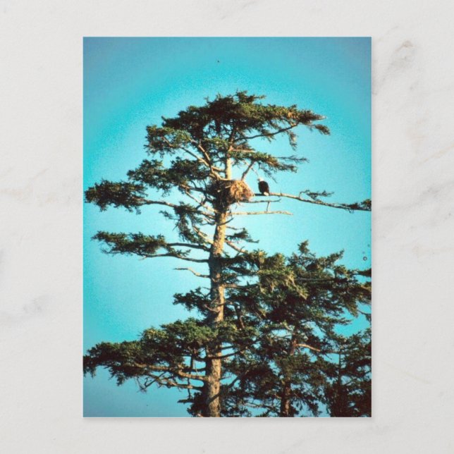 Eagle Nest Vykort (Framsida)