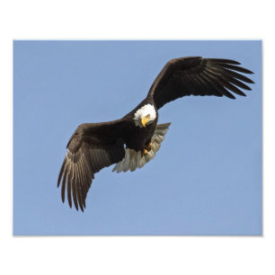 Eagle Öga Fototryck
