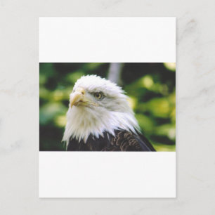 Eagle Öga Vykort