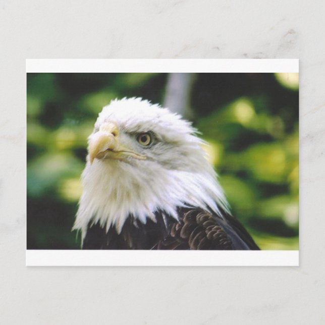 Eagle Öga Vykort (Framsida)