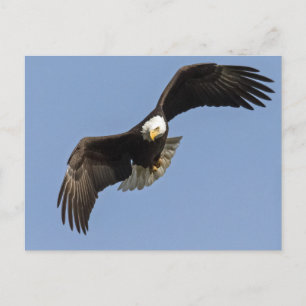 Eagle Öga Vykort