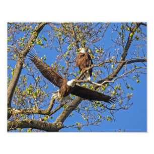 Eagle Pair Fototryck