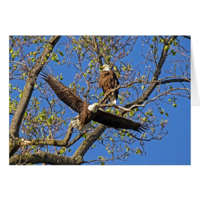 Eagle Pair Hälsningskort (Framsidan Horizontal)