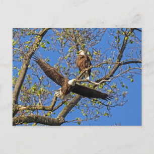Eagle Pair Vykort
