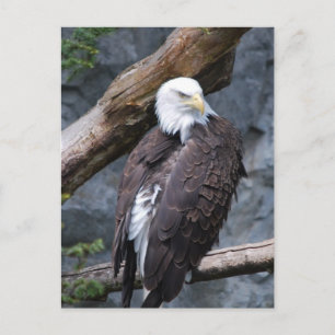Eagle Perch-vykort Vykort