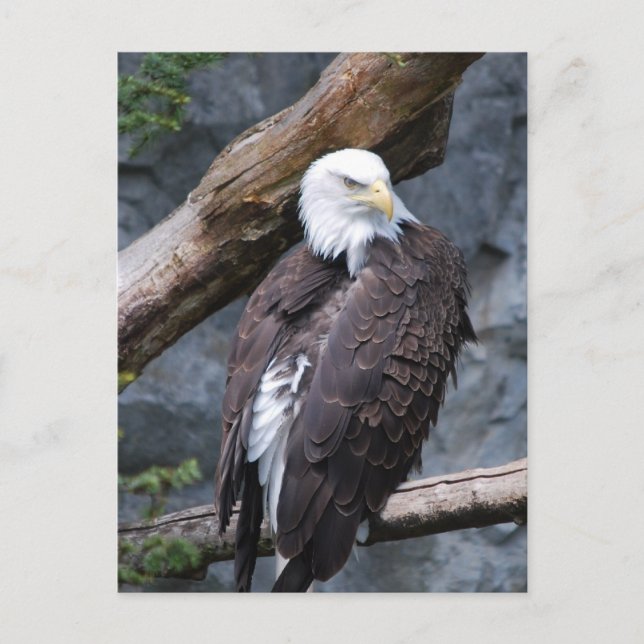 Eagle Perch-vykort Vykort (Framsida)