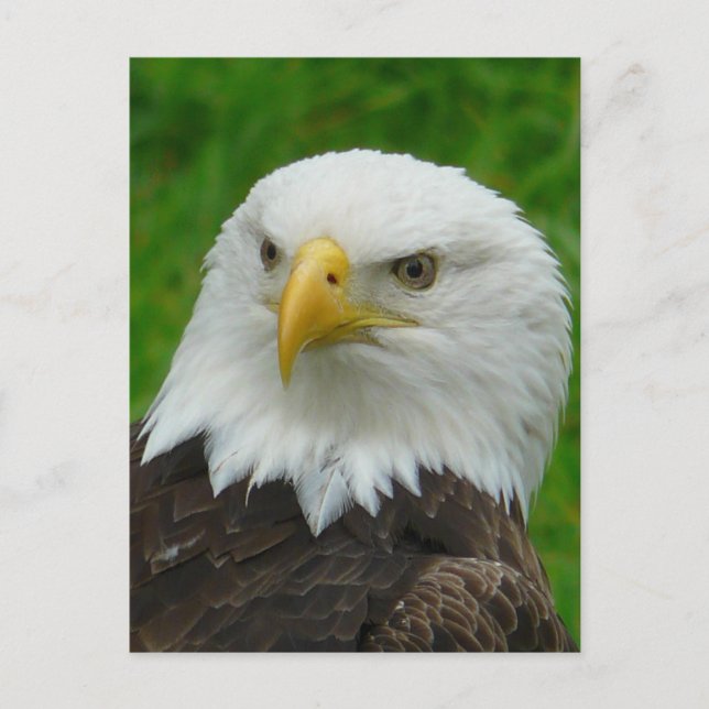 Eagle Photograph - Nordamerika Örn Vykort (Framsida)