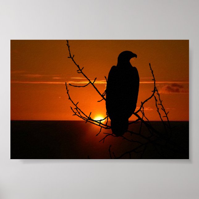 Eagle Poster (Framsidan)