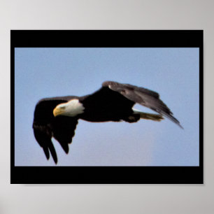 Eagle Poster