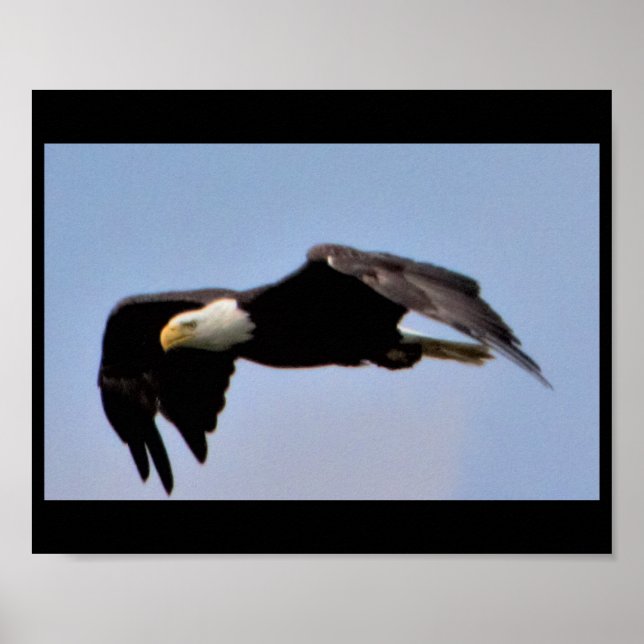 Eagle Poster (Framsidan)