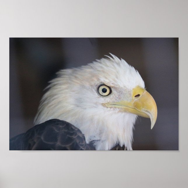Eagle Poster (Framsidan)