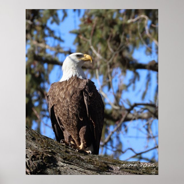 Eagle Poster (Framsidan)