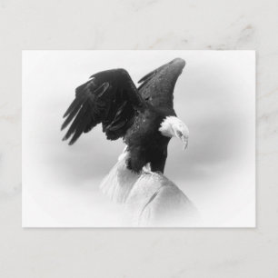 Eagle-postkort Vykort