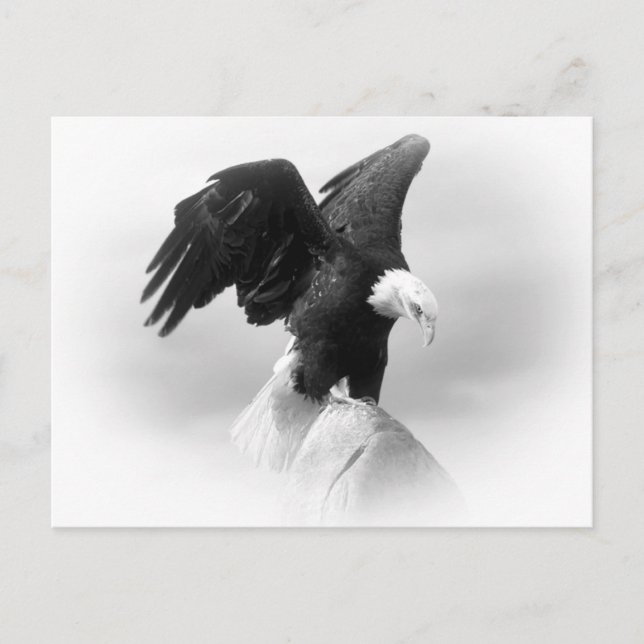 Eagle-postkort Vykort (Framsida)