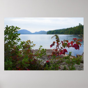Eagle Sjö och Red Maple Löv Poster