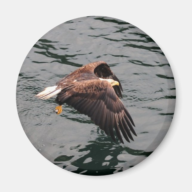 Eagle som flyger med vingar ut magnet (Framsidan)