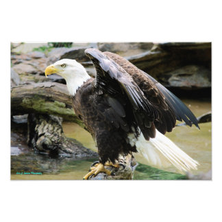 Eagle Spreading Vingar Fototryck