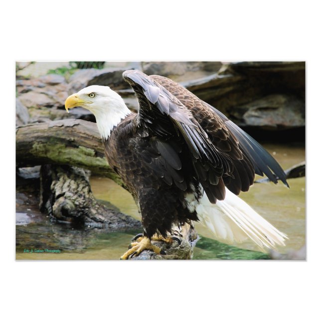 Eagle Spreading Vingar Fototryck (Framsidan)