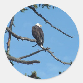 Eagle Sticker Runt Klistermärke