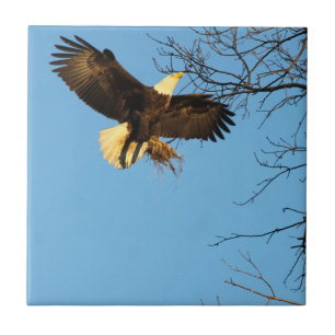 Eagle Sunset Vingar Kakelplatta