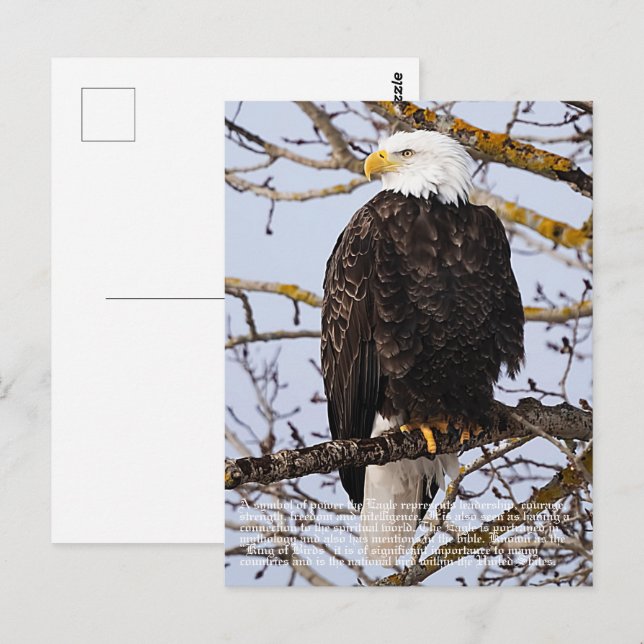Eagle Symbolism Vykort (Fram/baksida)