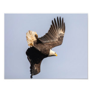 Eagle Twist Fototryck