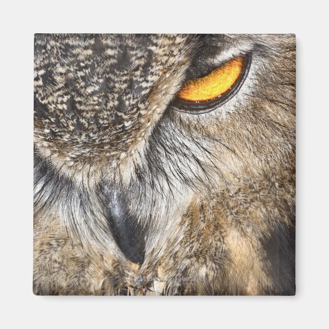 Eagle Uggla (Bubo bubo) Magnet (Framsidan)