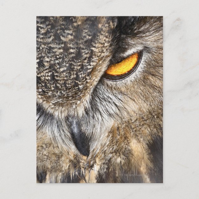 Eagle Uggla (Bubo bubo) Vykort (Framsida)