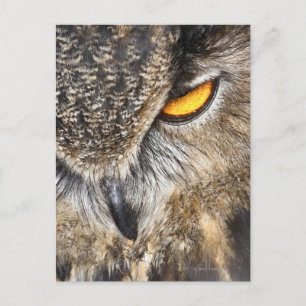Eagle Uggla (Bubo bubo) Vykort